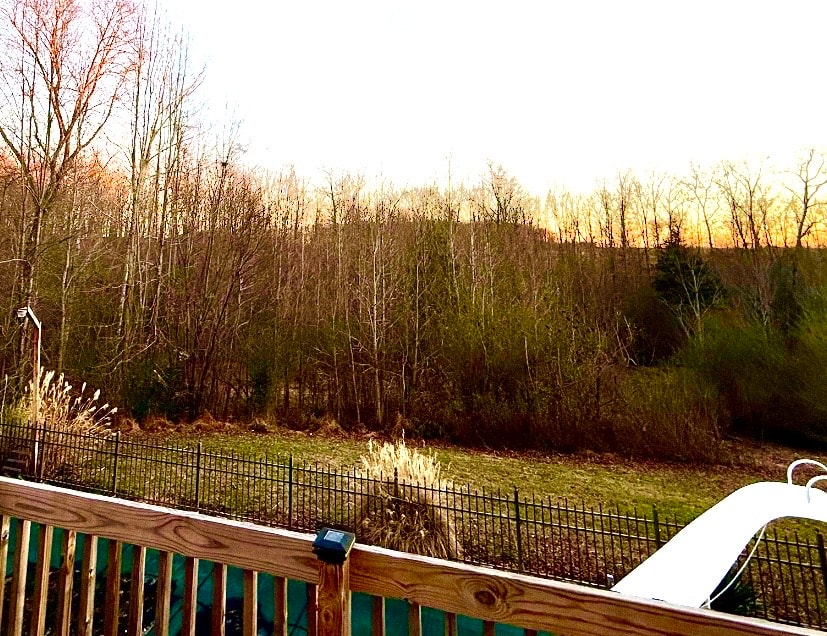 Before: Overgrown brush cleared to open land